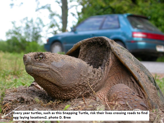 Every year turtles, such as this Snapping Turtle, risk their lives crossing roads to find egg laying locations2. photo D. Bree